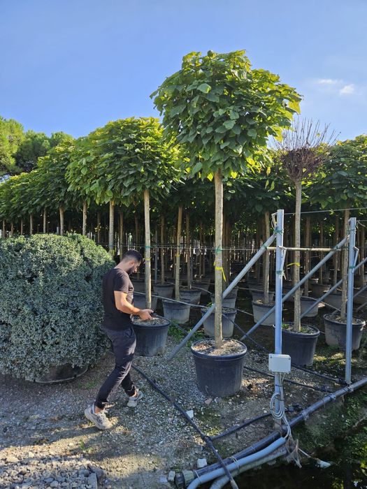 Catalpa (bungei nana calitate extra toate dimensiunile)