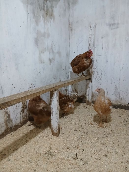 Ломан браун куры