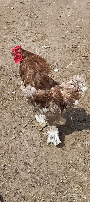 Продам петуха и 2 кур семья