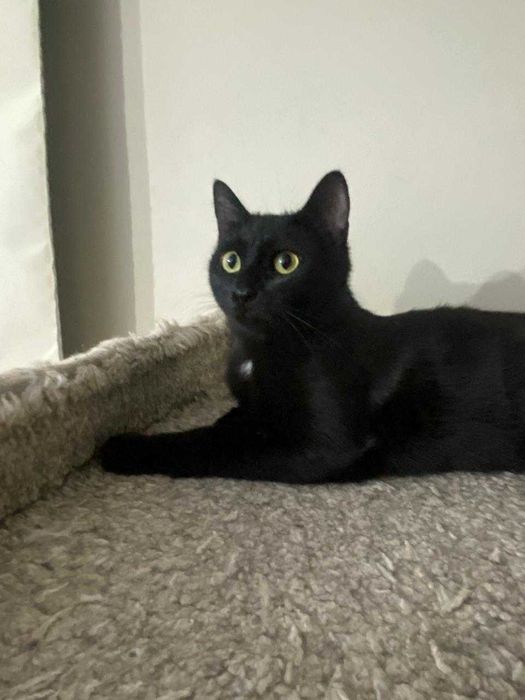 Ласковая кошка в добрые руки