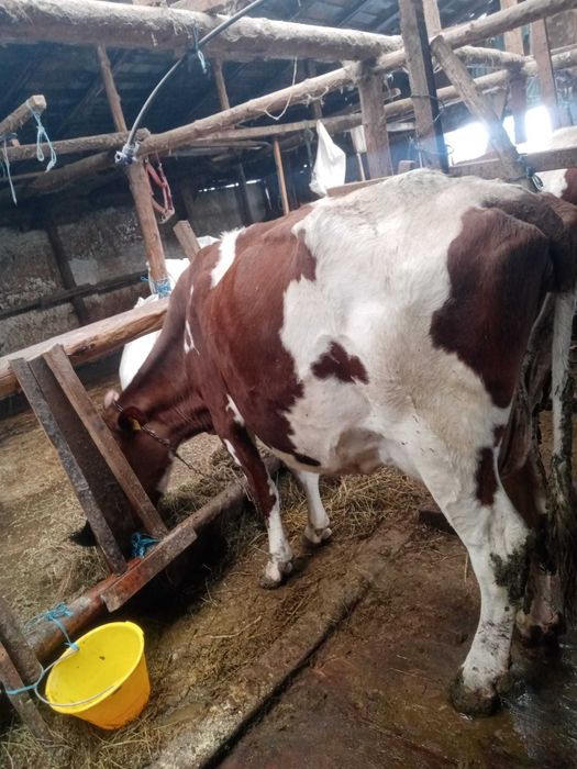 Vând vacă Red Holstein