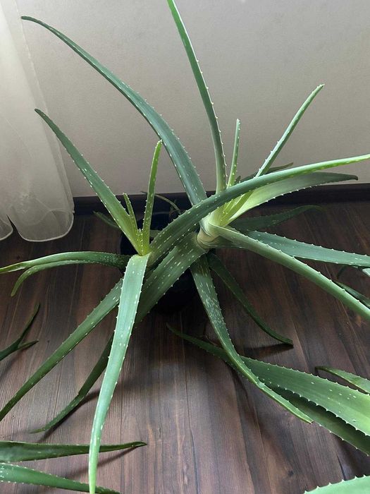 Aloe Vera in ghiveci, inaltime H45-75 cm