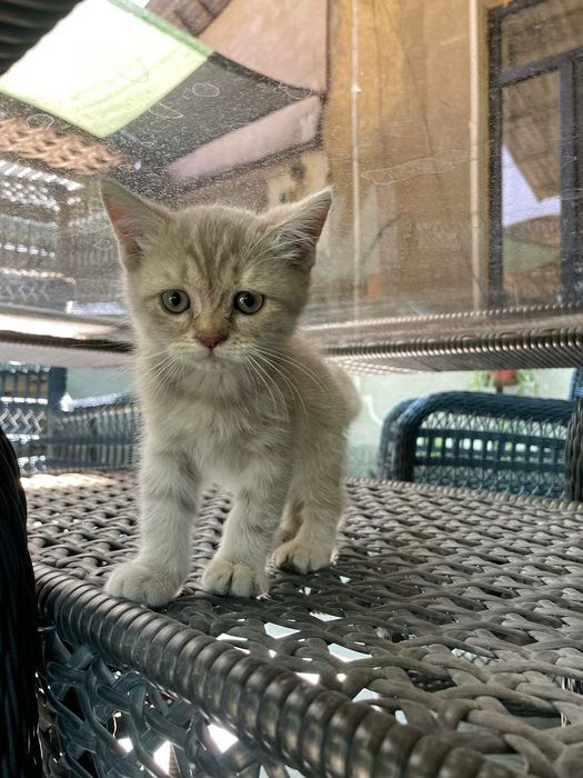 Scottish strayt лиловый окрас