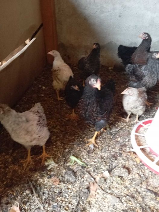 Vând 3 puicute Wiandote de 6 luni.