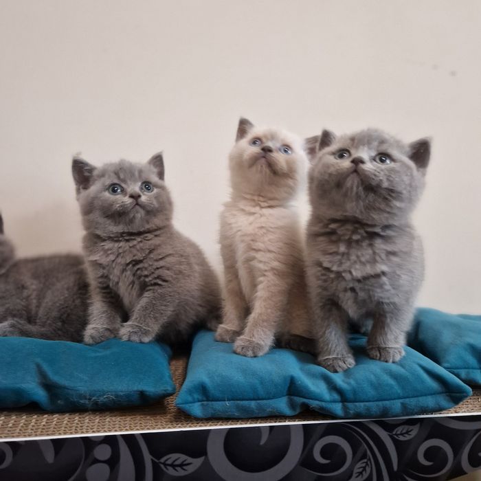 Чистокръвни Британски късокосмести котенца