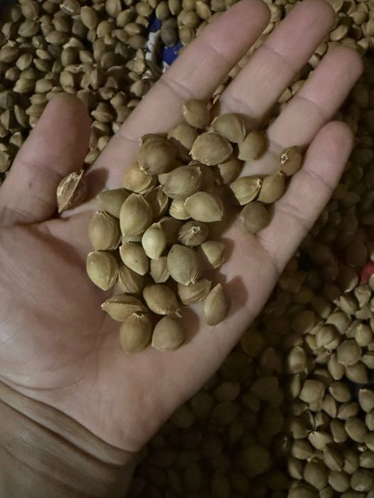 Oʻrik danagi sotiladi