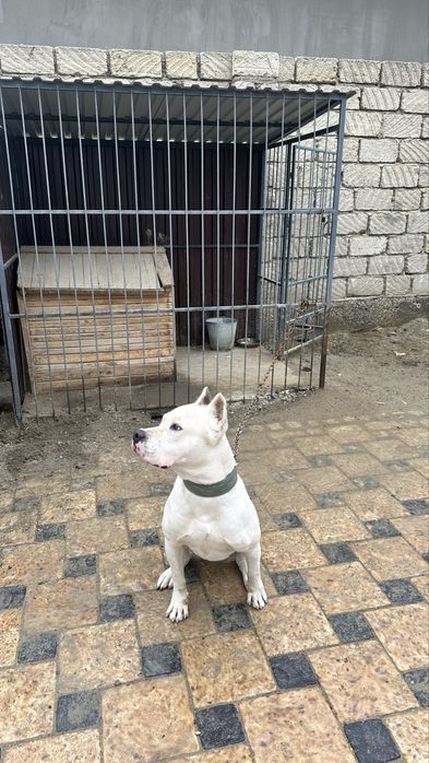 Продам стаффорда с вольером