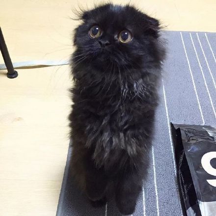 Отдадим в самые добрые руки вислоухий кота Мишку