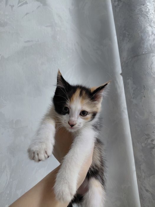 Кошки в хорошие руки