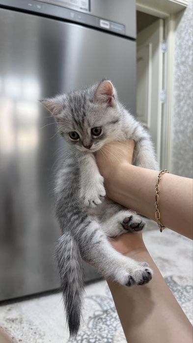 Скоттиш Страйт Девочка