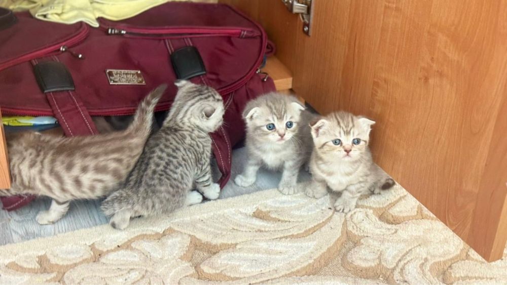 Котята шотландцы красавцы