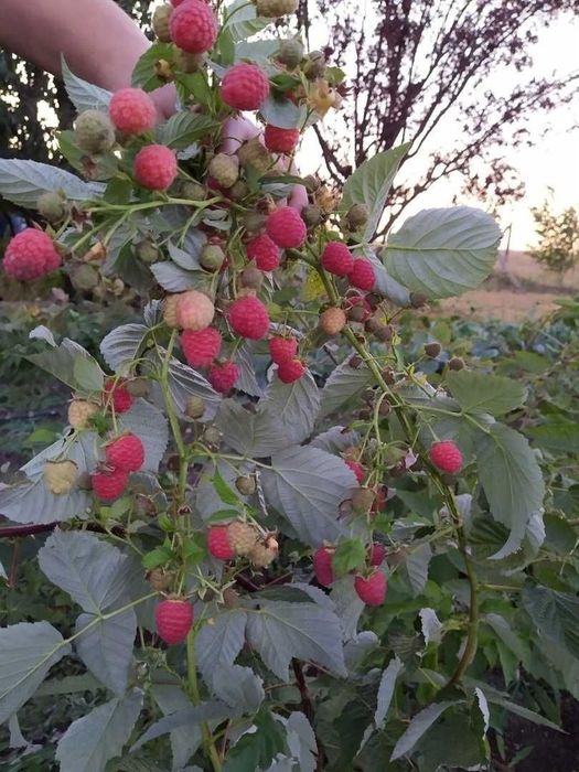 Малина кучати 2000Сум