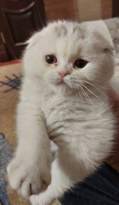 Котята чистая кровь