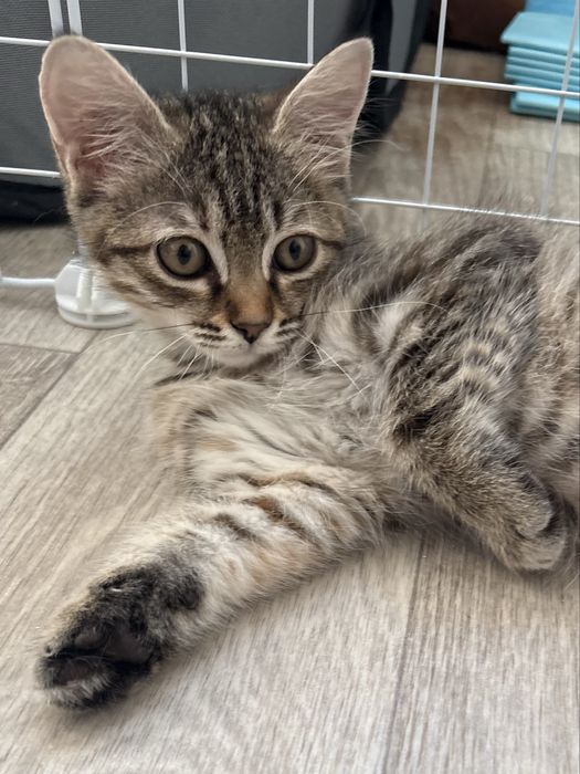 Котенок девочка 3 мксяца