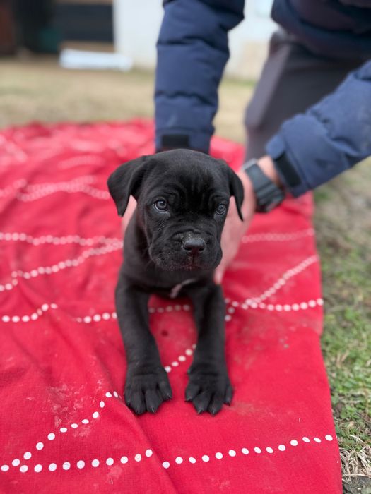 Мъжко Кане Корсо