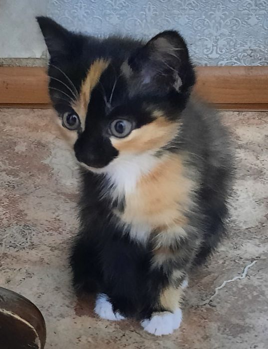 Отдам котят в хорошие руки