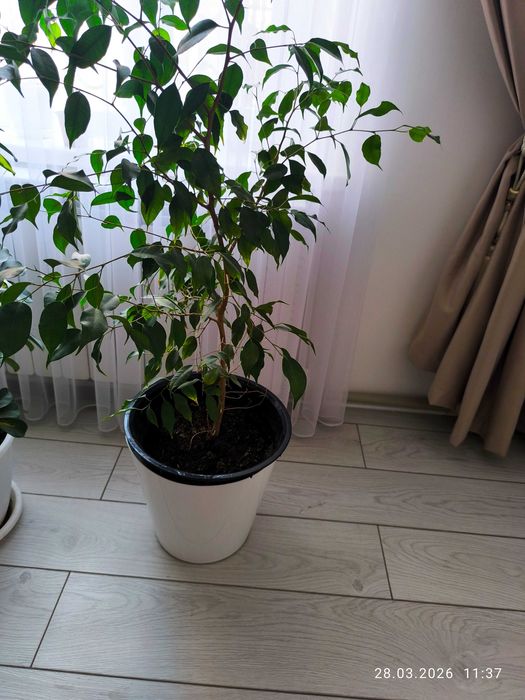 Цветы комнатные в г Тараз