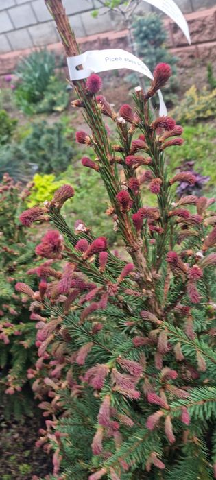 Редкие сорта елей Биалобок, Райдал