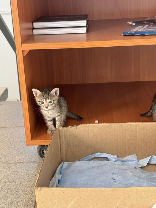 Котята даром