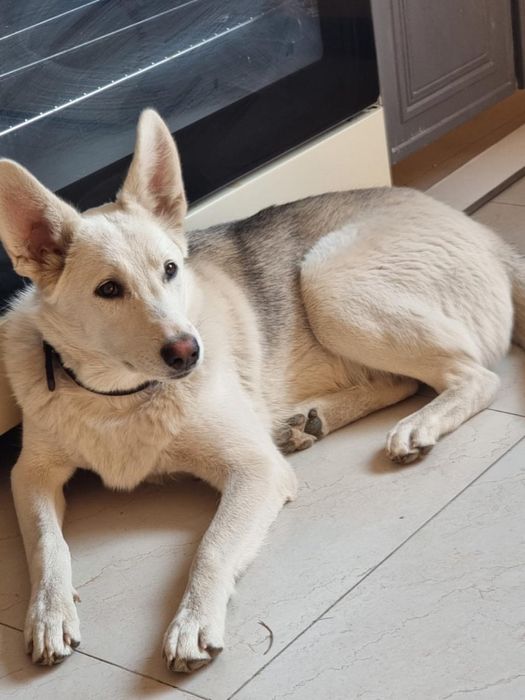 Хасандра — собака для души