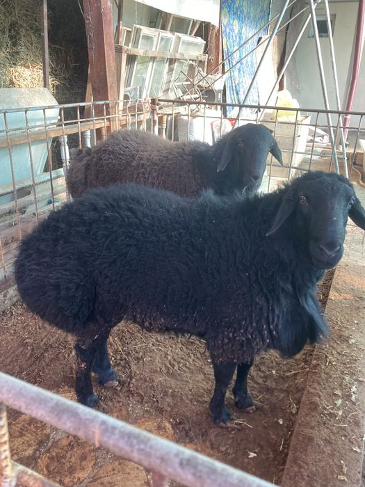 Дода қўчқорлар