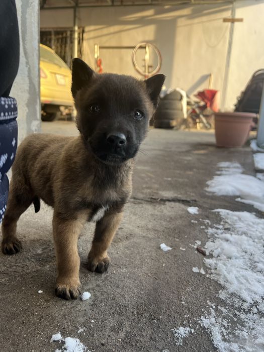 Кабель щенок Малинуа