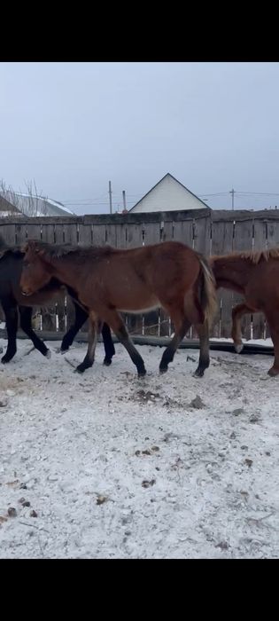 Продам жеребят.   .