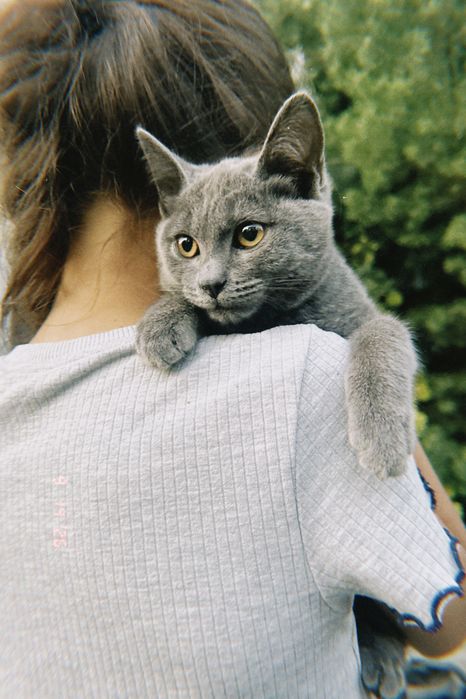 Котенок , девочка Срочно ищет хозяина!!!
