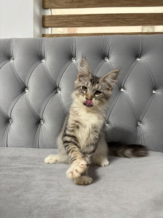 Baiat maine coon