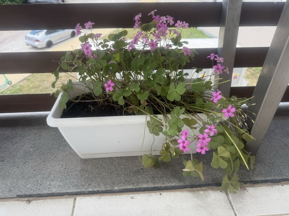 Цветя различни видове -4€-10€