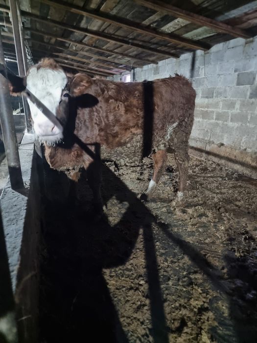 продам бычка и тёлку