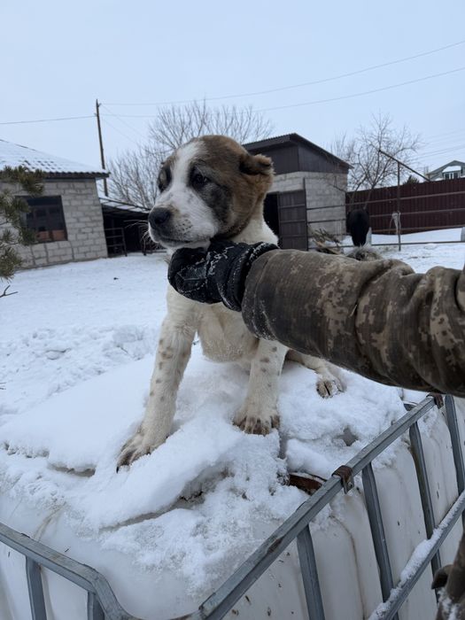 Продам щенка алабая кабель 3 мес