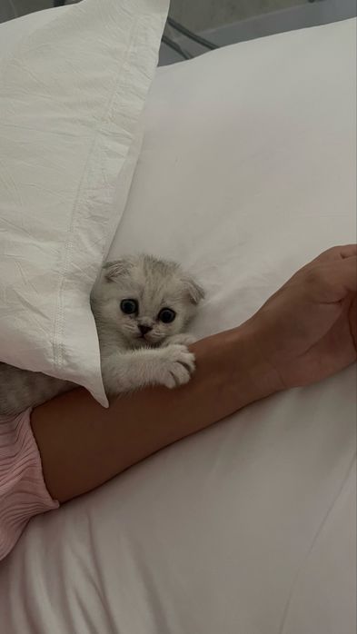 Вислоухий шотландец