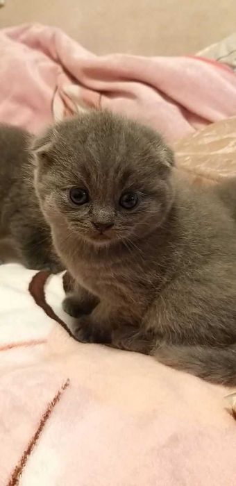 Skotish fold mushukchalar