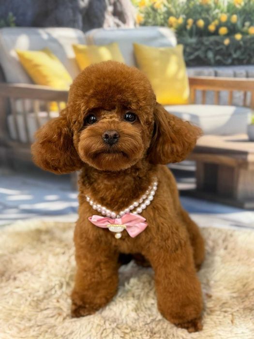 Fetite Pudel/Poodle toy mini cu pedigree