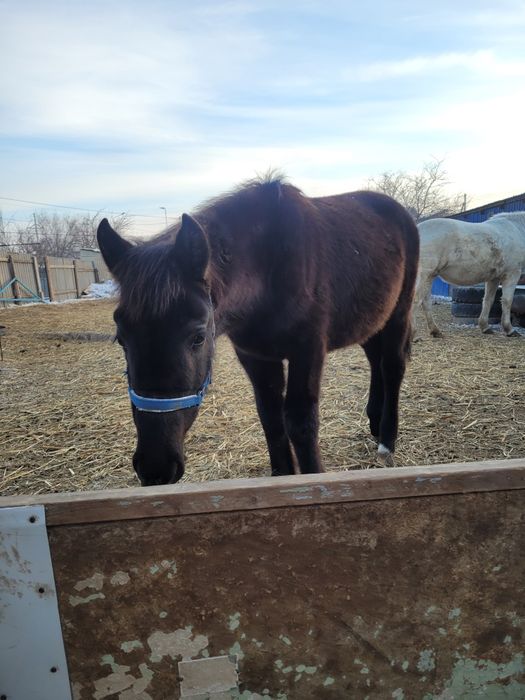 Жабагы ургашы жорга.
