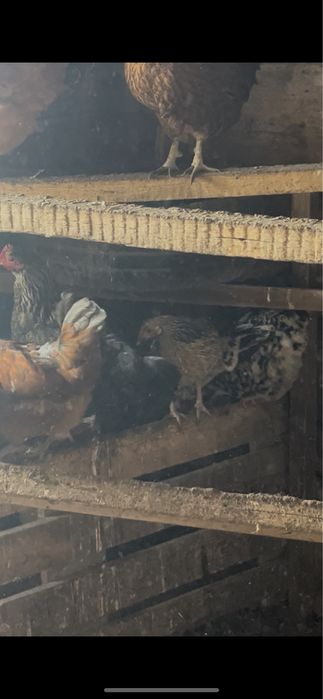 Продам курей молодняк!