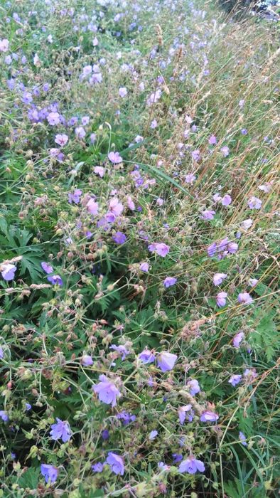 Teren intravilan Sinaia