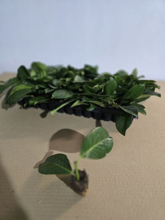 Laur Englezesc Novita 5-10cm , Alveolă