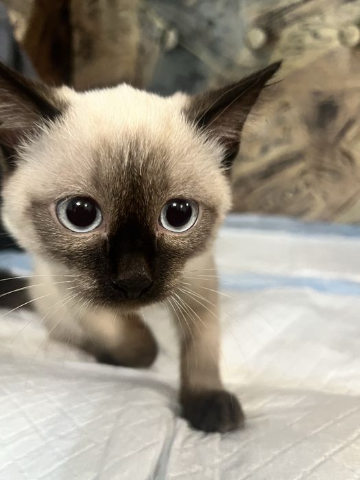 Котенак сиамский ищит дом