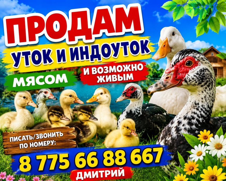 Продам гусей и уток