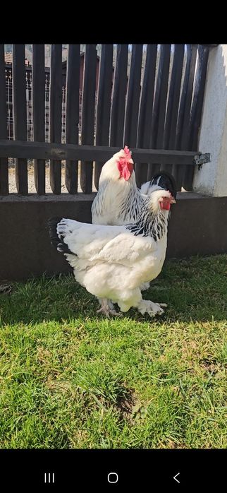 Vând găinu Brahma HD