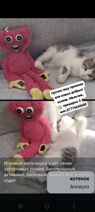 Отдам котенка мальчик в добрые руки