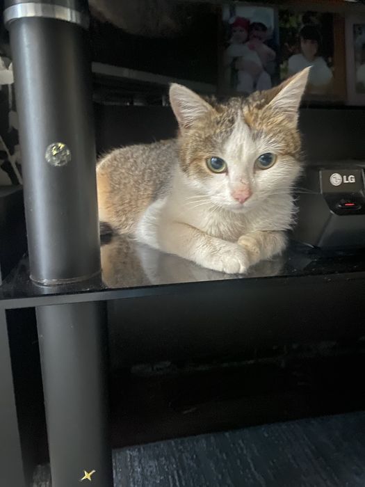 Отдам кошечку в добрые руки