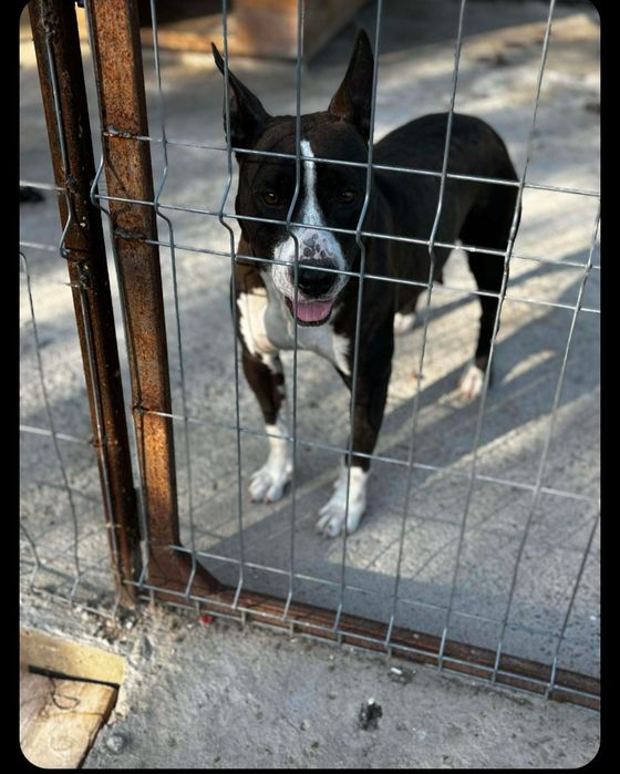 Puiuti American Staffordshire Terrier