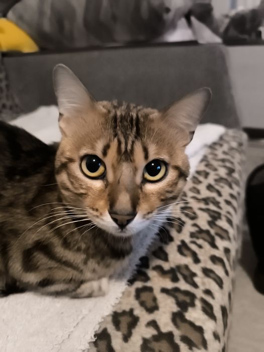 Потерялся кот Бенгал мальчик