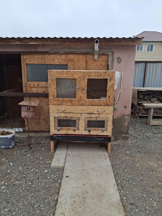 Брудер сатылады Тауыктын