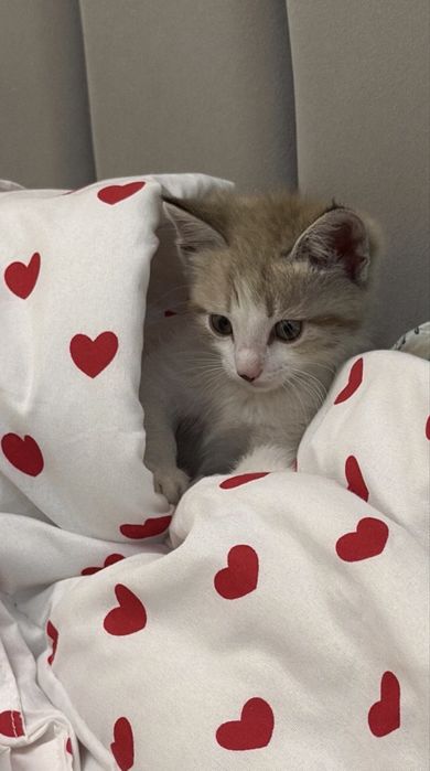Отдам котенка в хорошие руки