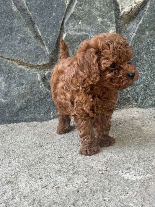 Пудел Той/Poodle Toy