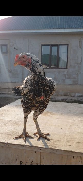 Дакан тауық сатылады.